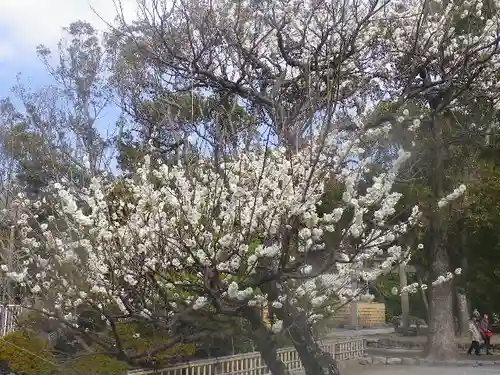 鶴岡八幡宮の自然