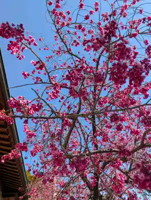 日枝神社の{uncategorized: "未分類", other: "その他", undefined: "問題あり", building: "その他建物", grave: "お墓", sacred_gate: "鳥居", guardian: "狛犬", statue: "像", buddha: "仏像", history: "歴史", nature: "自然", garden: "庭園", animal: "動物", pagoda: "塔", temizu: "手水舎", mountain_gate: "山門・神門", sanctuary: "本殿・本堂", subordinate: "末社・摂社", art: "芸術", scenery: "景色", jizo: "地蔵", ema: "絵馬", goshuin: "御朱印", omikuji: "おみくじ", items: "授与品その他", amulet: "お守り", goshuincho: "御朱印帳", eats: "食事", festival: "お祭り", votive_dance: "神楽", shichigosan: "七五三参", wedding: "結婚式", experience: "体験その他", initially: "初詣", around: "周辺", anti_infection: "感染症対策"}
