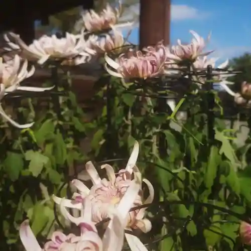 尾張大國霊神社（国府宮）(愛知県)