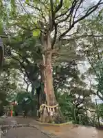 常陸國總社宮(茨城県)