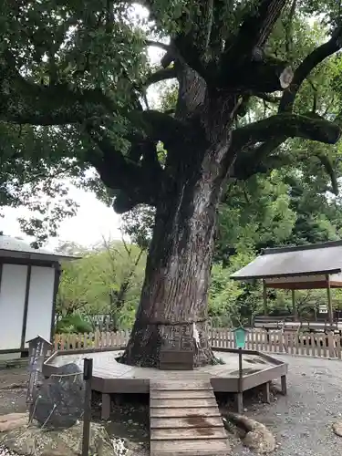平野神社の自然