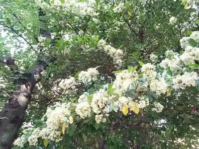 萩中神社(東京都)