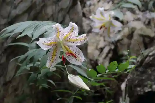 鹿島大神宮の庭園