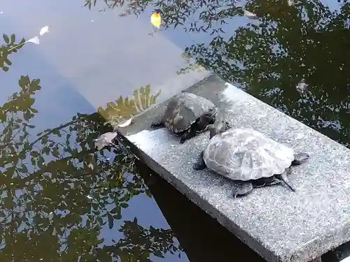 市杵島姫神社の動物
