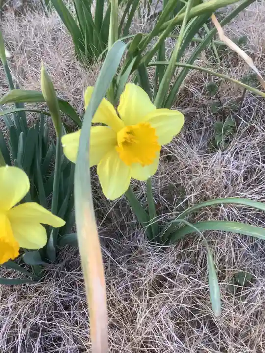 天王社(勝川新町)の自然