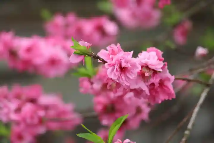 多賀神社(福岡県)