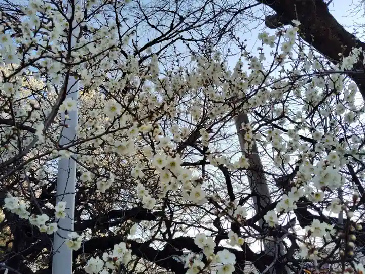 前橋八幡宮(群馬県)