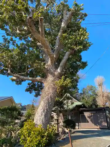 八雲神社（鎌倉・西御門）の自然
