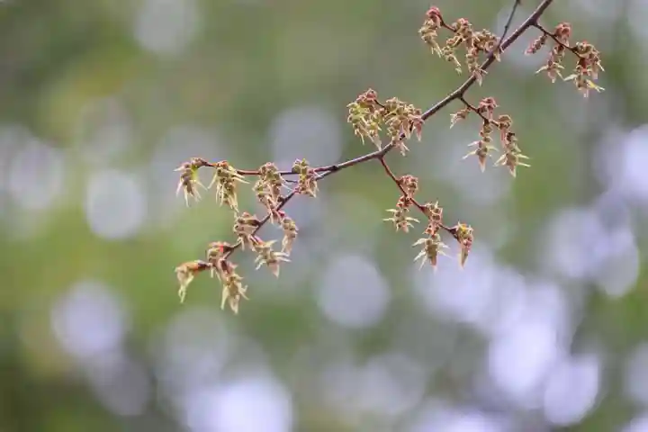 阿邪訶根神社の自然