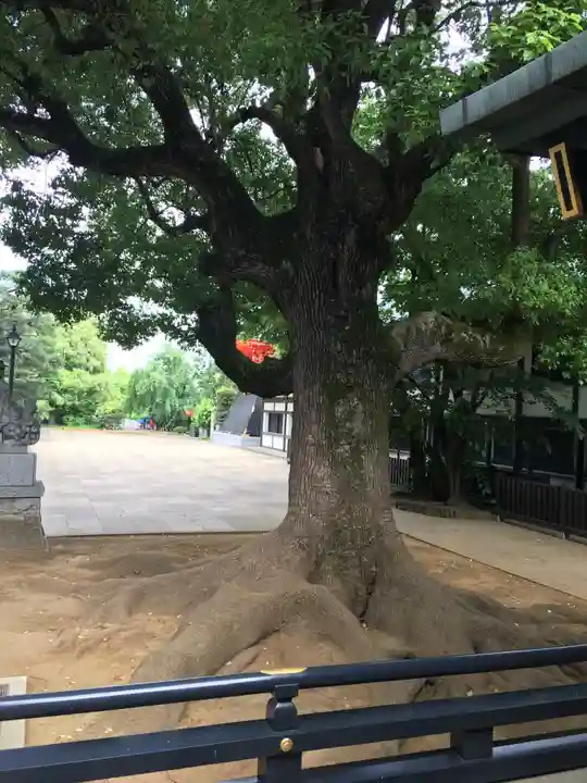 穴八幡宮の自然