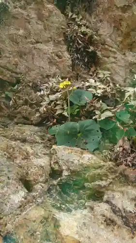 出雲大社の自然