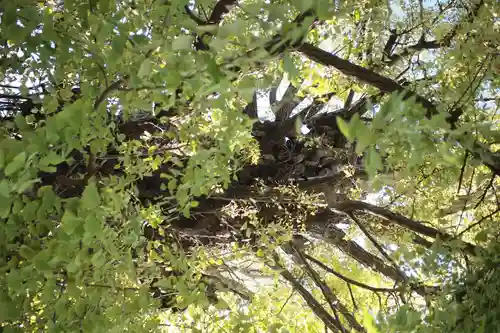 飛木稲荷神社(東京都)