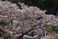 菅布禰神社の自然