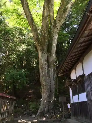 丹生川上神社（下社）の自然