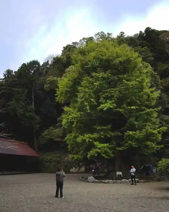 安房神社(千葉県)