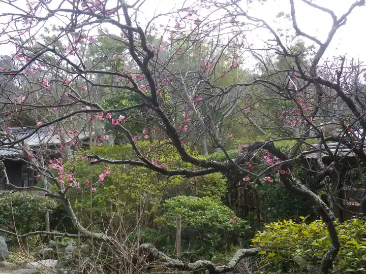 浄光明寺の自然