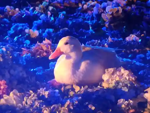 楽法寺（雨引観音）の動物