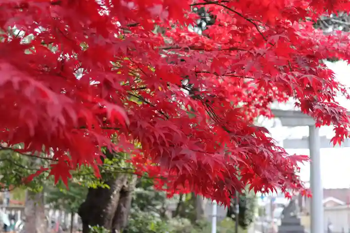 大國魂神社の自然