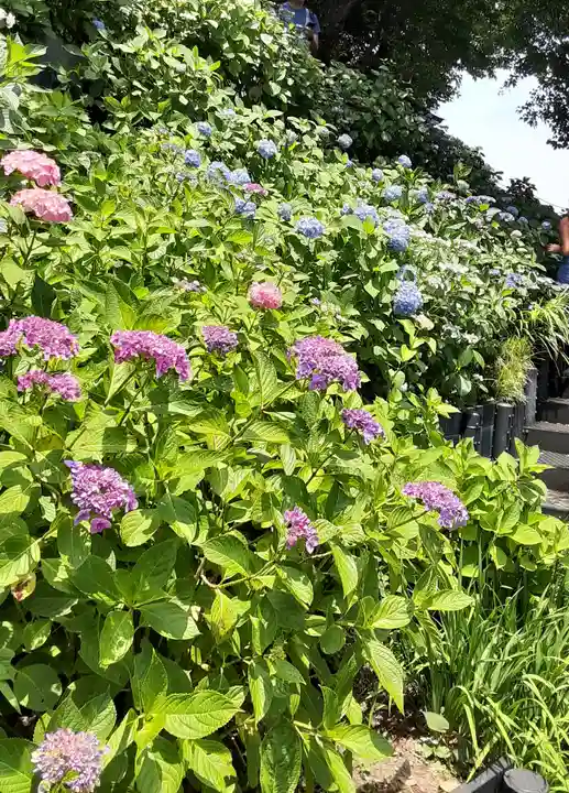 長谷寺(神奈川県)