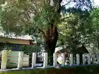 邑勢神社の自然