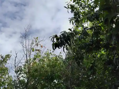 美瑛神社の自然