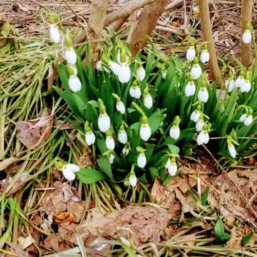 彌彦神社　(伊夜日子神社)の自然