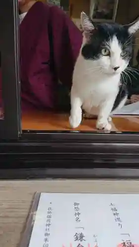 御霊神社の動物