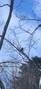 留辺蘂神社の動物(2024年03月21日(木) 14時49分02秒投稿)