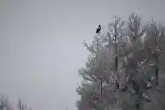 宝光寺の動物