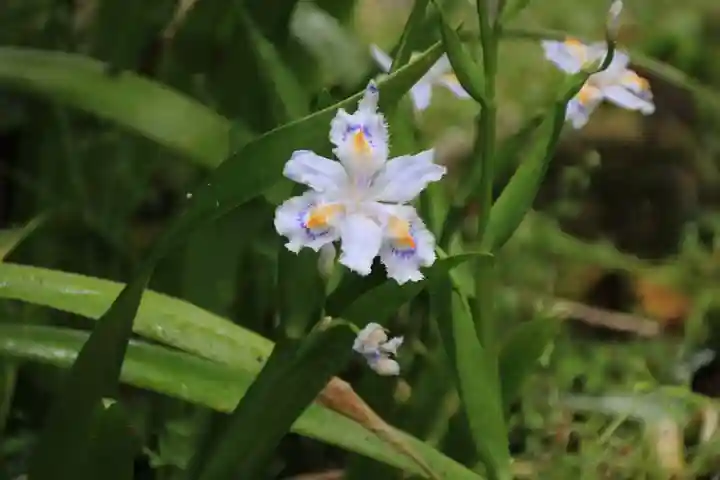 正一位舘稲荷神社の自然