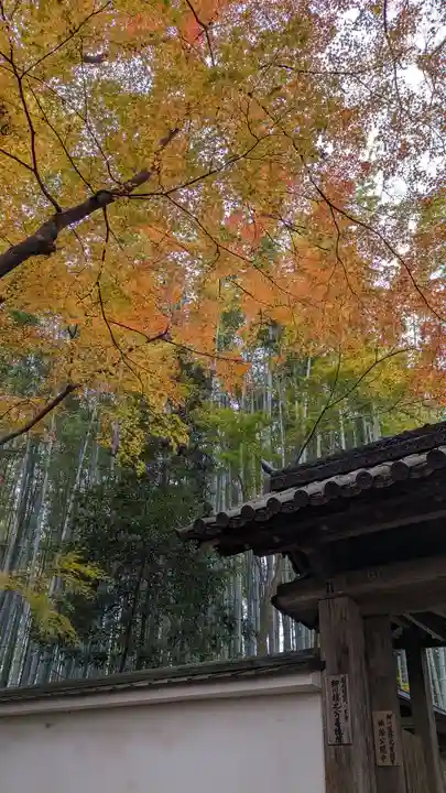 地蔵院(京都府)