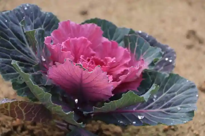 大鏑神社の自然
