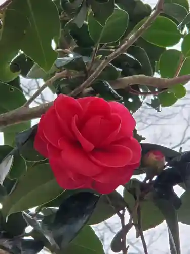 沙沙貴神社の自然