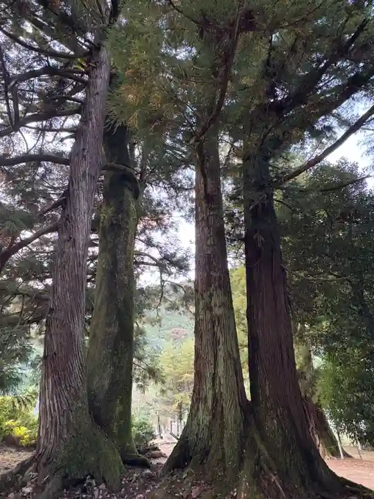 新八幡神社(徳島県)