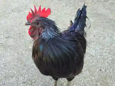 玉祖神社(山口県)