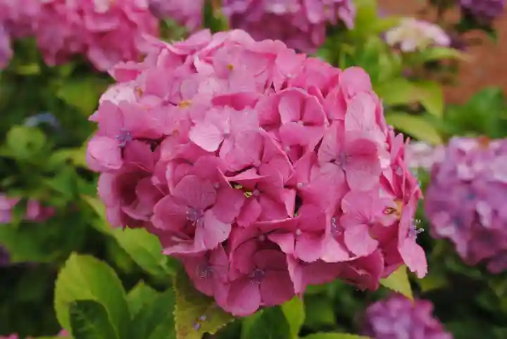 二本松寺(茨城県)