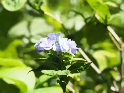 明月院(神奈川県)