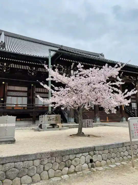 本山専修寺の自然