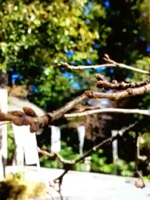 阿佐ヶ谷神明宮(東京都)