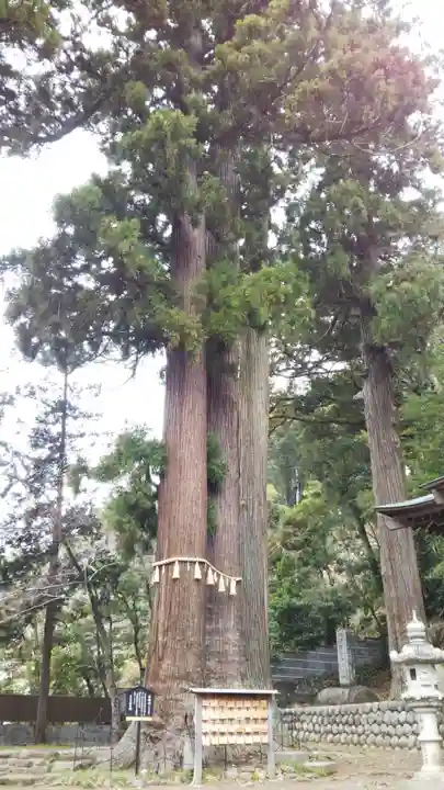 日枝神社の自然