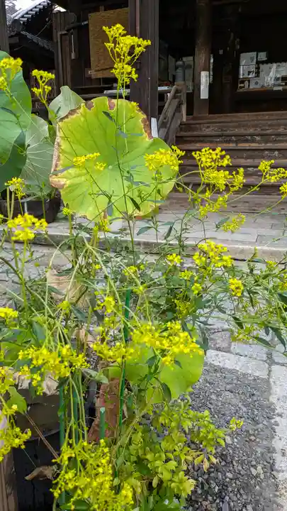 行願寺(革堂)(京都府)