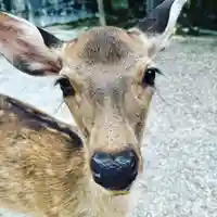 春日大社の動物