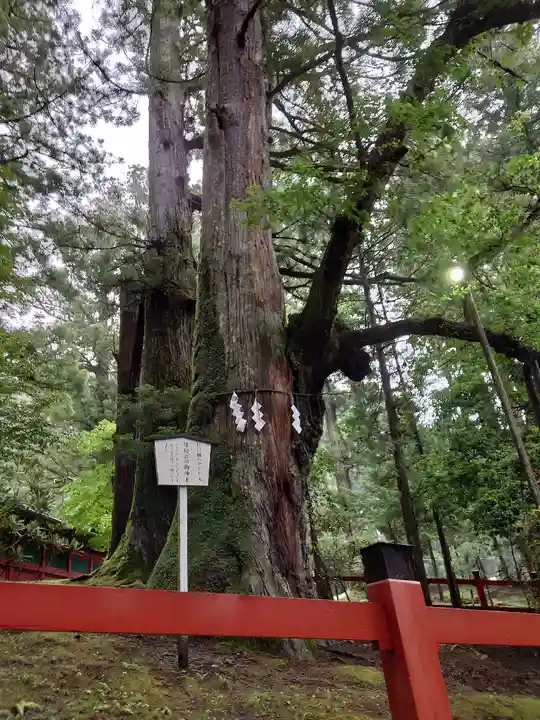 日光二荒山神社の自然