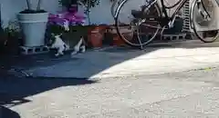 三津厳島神社の動物