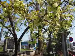 相模原氷川神社の自然