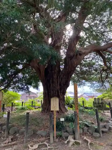 安養院　(田代寺）(神奈川県)