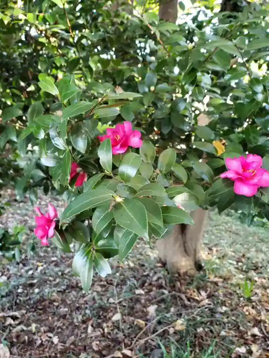 高幡不動尊 金剛寺の自然