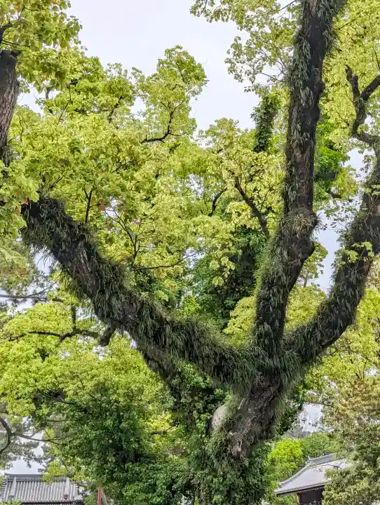 住吉大社の{uncategorized: "未分類", other: "その他", undefined: "問題あり", building: "その他建物", grave: "お墓", sacred_gate: "鳥居", guardian: "狛犬", statue: "像", buddha: "仏像", history: "歴史", nature: "自然", garden: "庭園", animal: "動物", pagoda: "塔", temizu: "手水舎", mountain_gate: "山門・神門", sanctuary: "本殿・本堂", subordinate: "末社・摂社", art: "芸術", scenery: "景色", jizo: "地蔵", ema: "絵馬", goshuin: "御朱印", omikuji: "おみくじ", items: "授与品その他", amulet: "お守り", goshuincho: "御朱印帳", eats: "食事", festival: "お祭り", votive_dance: "神楽", shichigosan: "七五三参", wedding: "結婚式", experience: "体験その他", initially: "初詣", around: "周辺", anti_infection: "感染症対策"}