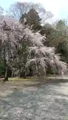 栃木縣護國神社の自然