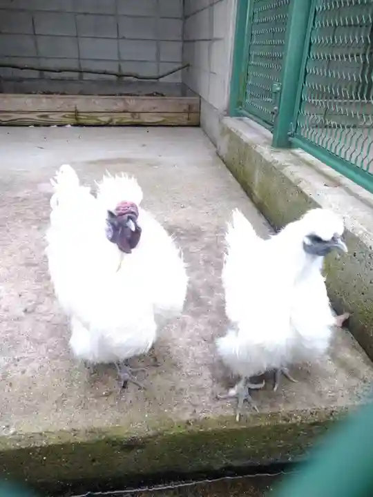 阿智神社の動物